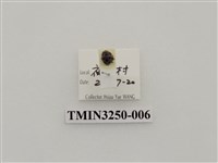 藏品(圓斑食植瓢蟲)的圖片